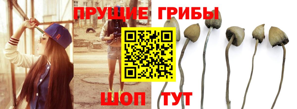 Псилоцибиновые грибы Psilocybine cubensis  Галлюциногенные грибы Magic Shrooms  Заволжье  Вход с VPN 